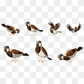 Sparrow Png Free Pic - Seabird, Transparent Png - sparrow png