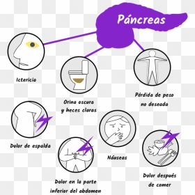 Dolor De Pancreas , Png Download - Cancer De Pancreas Sintomas, Transparent Png - pancreas png