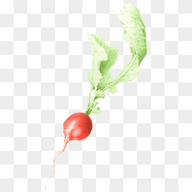 Transparent Radish Clipart - Radish, HD Png Download - radish png