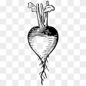 Radish Outline, HD Png Download - radish png