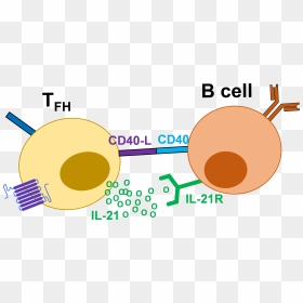 Additional Cytokine Production By Tfh Is Able To Determine - Tfh Cells, HD Png Download - unit circle png