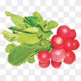 Редис Клипарт Clipart , Png Download - Free Vector Vegetables, Transparent Png - radish png