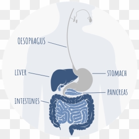 Graphic Of Intestinal Tract Indicating Where The Pancreas, HD Png Download - pancreas png