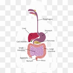 Harsh Shah - Human Digestive System, HD Png Download - pancreas png