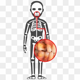 Human Body Illustration Png , Png Download - Html Css Javascript Skeleton, Transparent Png - pancreas png