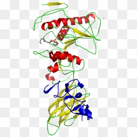 Pancreatic Lipase Colipase Complex With Inhibitor 1lpb - Pancreatic Lipase, HD Png Download - pancreas png
