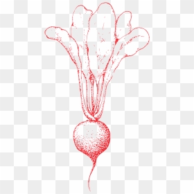 Transparent Turnip Clipart - Portable Network Graphics, HD Png Download - radish png