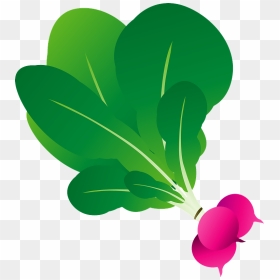 Radish Vegetable Clipart, HD Png Download - radish png