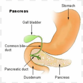 Pancreas Gland Png, Transparent Png - pancreas png