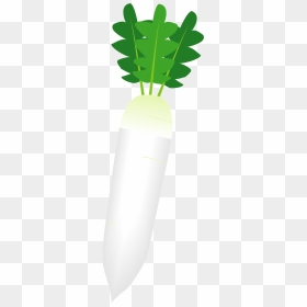 Daikon, HD Png Download - radish png