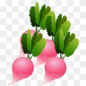 Radish Clipart - Clip Art, HD Png Download - radish png