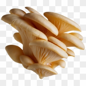 Mushrooms Vector Oyster - Mushroom Png, Transparent Png - button mushroom png