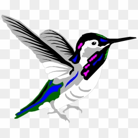 Transparent Free Bird Png - Kolibri Kartun, Png Download - bird png images