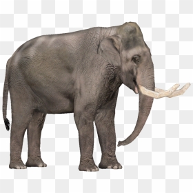 Tropical Dry Forest Animals , Png Download - Elephant Zoo Animals Transparent Background, Png Download - dry trees png