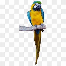 Tropical Bird Png - Tropical Parrot Png, Transparent Png - bird png images