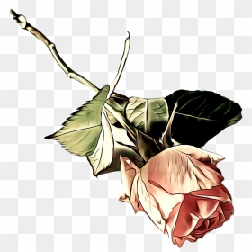 Illustration, HD Png Download - valentine single roses png