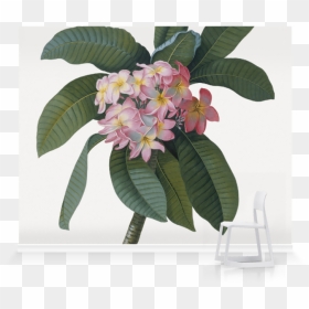 Georg Dionysius Ehret, HD Png Download - plumeria tree png
