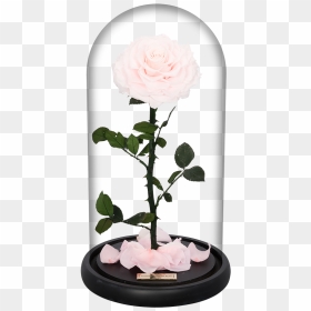 Chinese Peony, HD Png Download - valentine single roses png