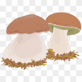 Mushrooms Vector Edible Mushroom - Penny Bun, HD Png Download - button mushroom png