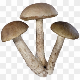 Now You Can Download Mushroom Icon - Mushrooms Png, Transparent Png - button mushroom png