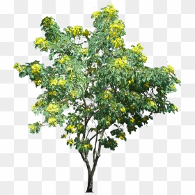 Flowers Tree Png, Transparent Png - flowers tree png