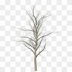 Tree Dead Branches Free Photo - Snow, HD Png Download - dry trees png