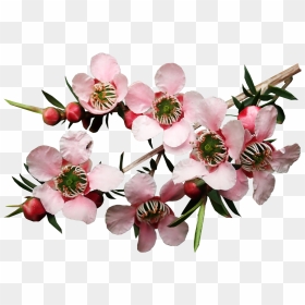 Flowers Png, Transparent Png - flowers tree png