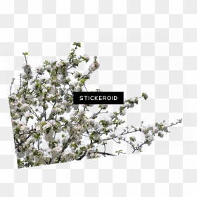 Tree Spring Flowers - Tree Flowers Png Download, Transparent Png - flowers tree png