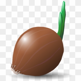 Food,plant,onion - Vegetable Clip Art, HD Png Download - onion vector png
