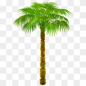 Small Palm Trees On A Beach P - Date Tree Clipart Png, Transparent Png - small trees png