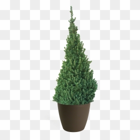 Christmas Tree, HD Png Download - dry trees png