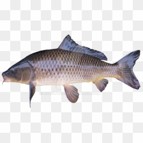 Golden Carp Png - Carp, Transparent Png - golden fish png