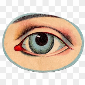 Free Vintage Human Anatomy Illustration Images Eye - Vintage Eye Png, Transparent Png - eye images png