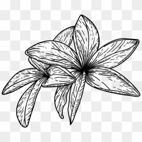 Crocus, HD Png Download - plumeria tree png