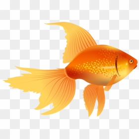  prugruni Png - Goldfish Vector, Transparent Png - golden fish png