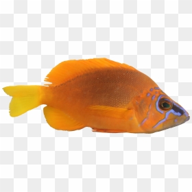 Pomacentridae, HD Png Download - golden fish png