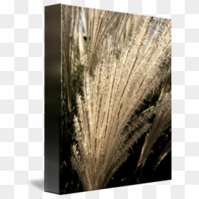 Sea Grass Png Black And White - Floral Design, Transparent Png - brown grass png