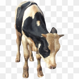 Cow Png, Download Png Image With Transparent Background, - Cattle, Png Download - cow images hd png