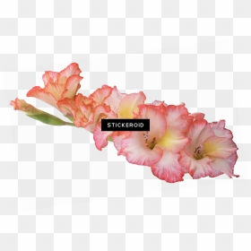 Gladiolus Hd Flowers Nature , Png Download - Gladiolus Flower Transparent Background, Png Download - nature png hd