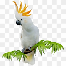 Sulphur-crested Cockatoo Clip Art Portable Network - Cockatoo Png, Transparent Png - parrot clipart png