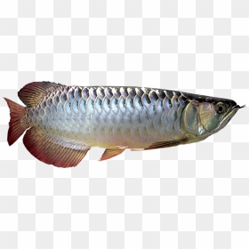 Silver Arowana Png, Transparent Png - golden fish png