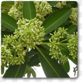 Alstonia Scholaris, HD Png Download - plumeria tree png