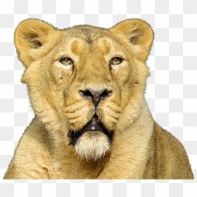 Lion Close Up - Animales Carnivoros Png, Transparent Png - lion tattoo png