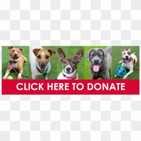 Companion Dog, HD Png Download - donate button png