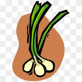 Vector Illustration Of Green Scallion Onion Vegetable, HD Png Download - onion vector png