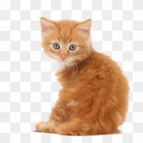 Kittens Png, Transparent Png - kitten clipart png