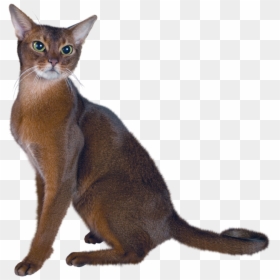 Real Cat Clip Art, HD Png Download - kitten clipart png