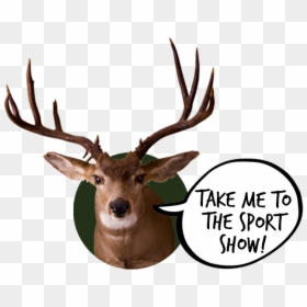 Elk, HD Png Download - deer tracks png