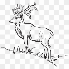 Wild Animal In A Forest Drawing, HD Png Download - deer tracks png