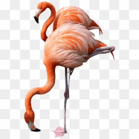 Pink Flamingos Png, Transparent Png - flex emoji png